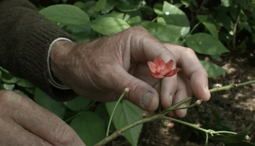 Лучшие фильмы 2025 года по версии Cahiers du cinéma