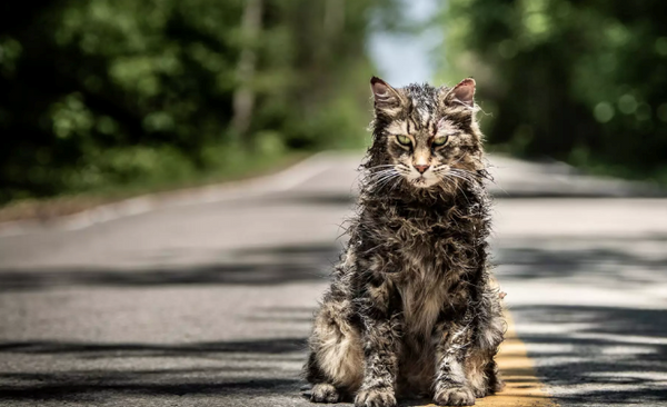 Трейлер: «Кладбище домашних животных»