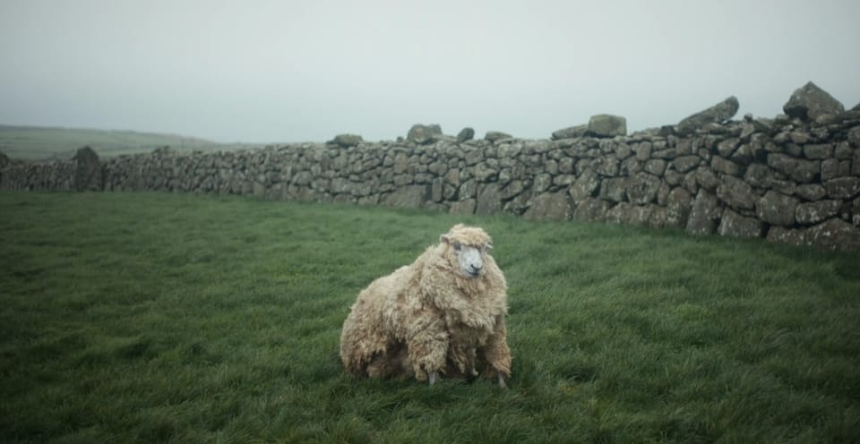 И друг мой ноутбук: Дайджест фильмов для домашнего просмотра за август